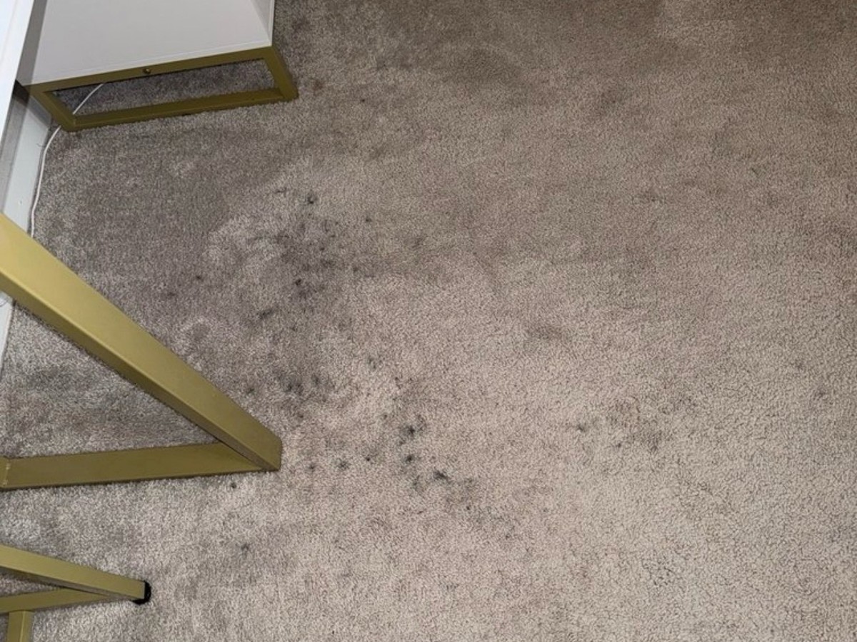 Dull carpet before cleaning